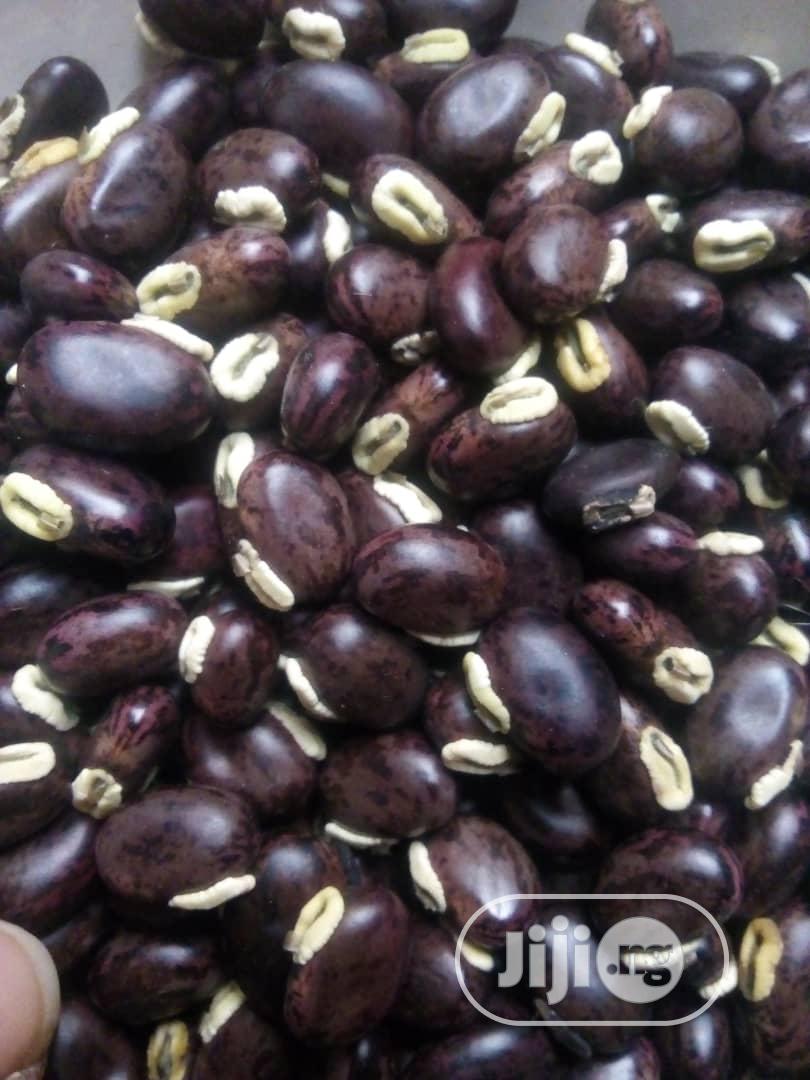 Mucuna Pruriens Seeds