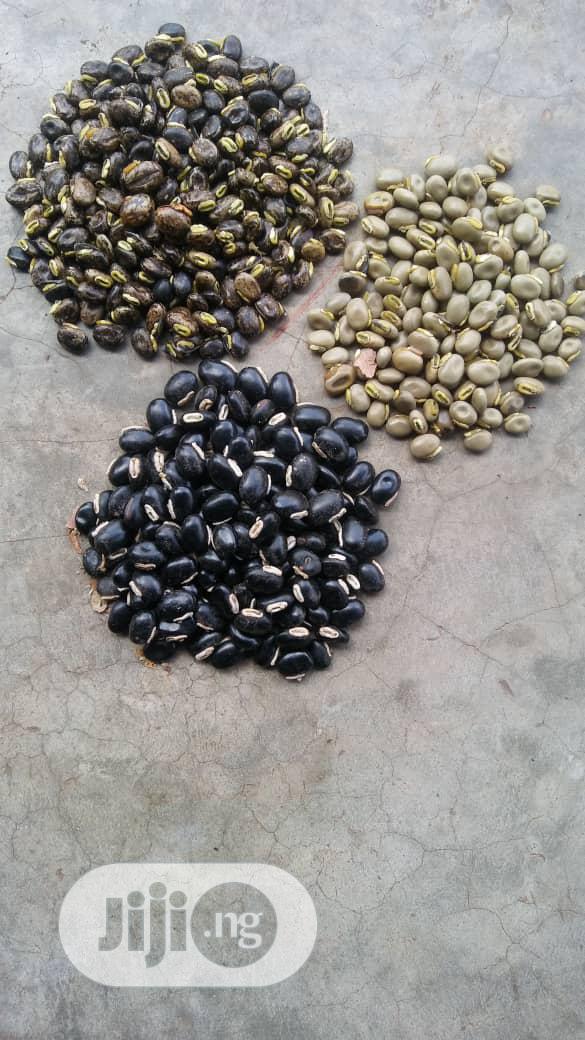 Mucuna Pruriens Seeds