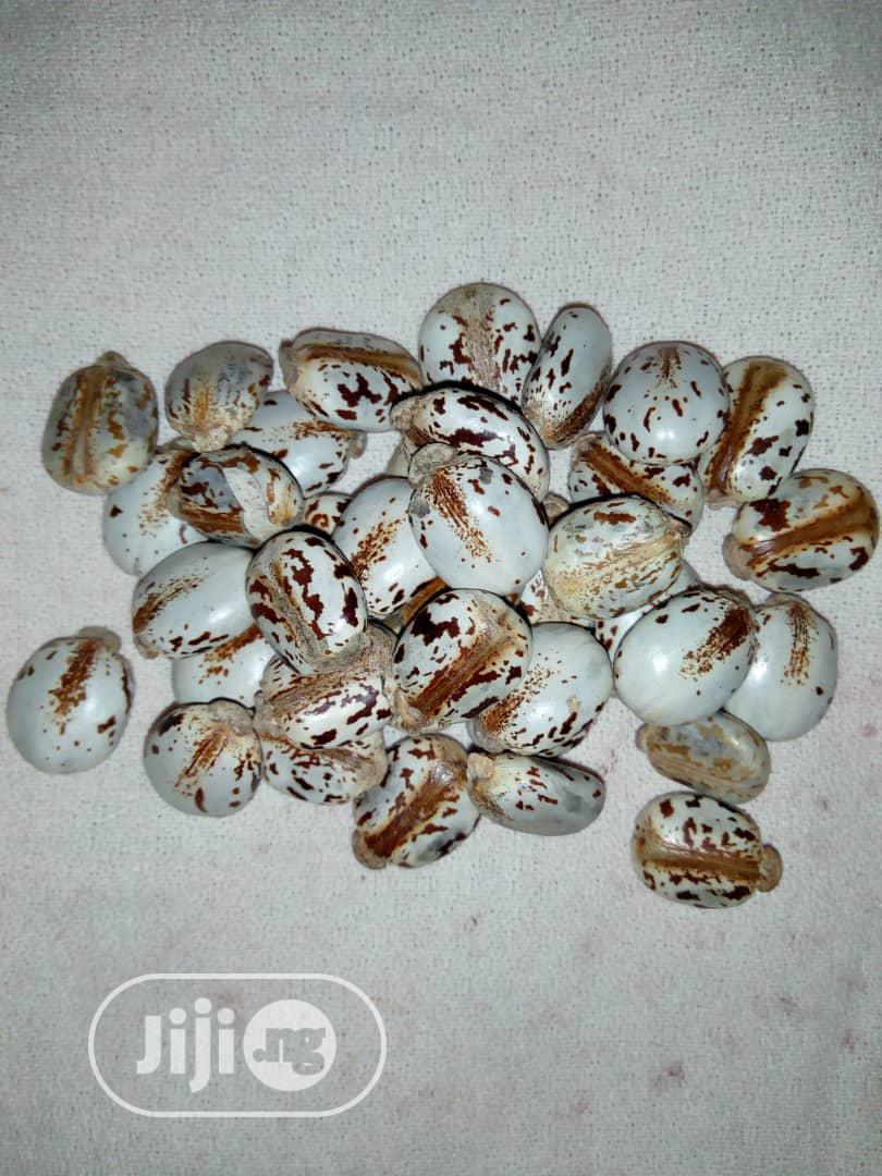 Castor Seeds - Brazilian White