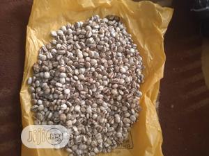 Castor Seeds - Brazilian White