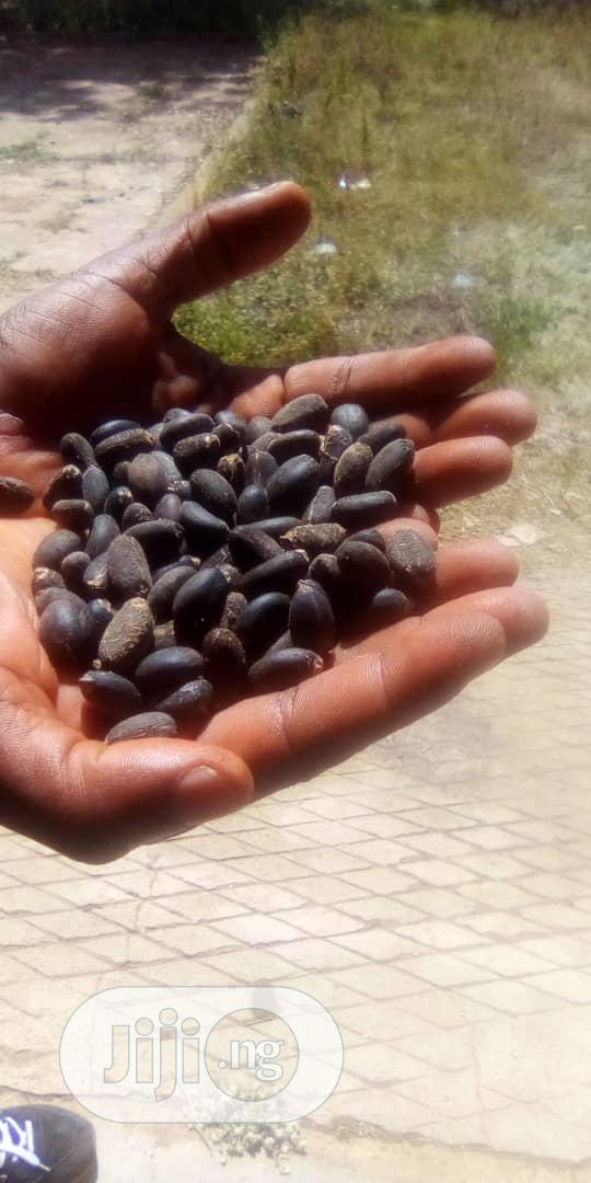 Castor Seeds - Brazilian White