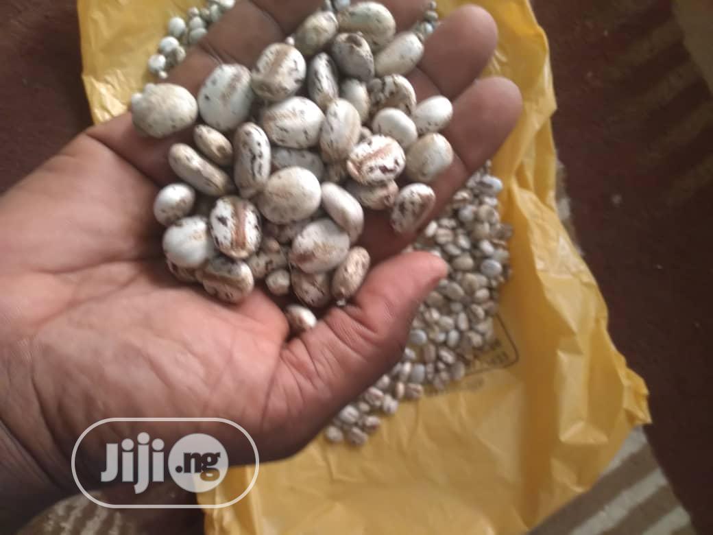 Castor Seeds - Brazilian White