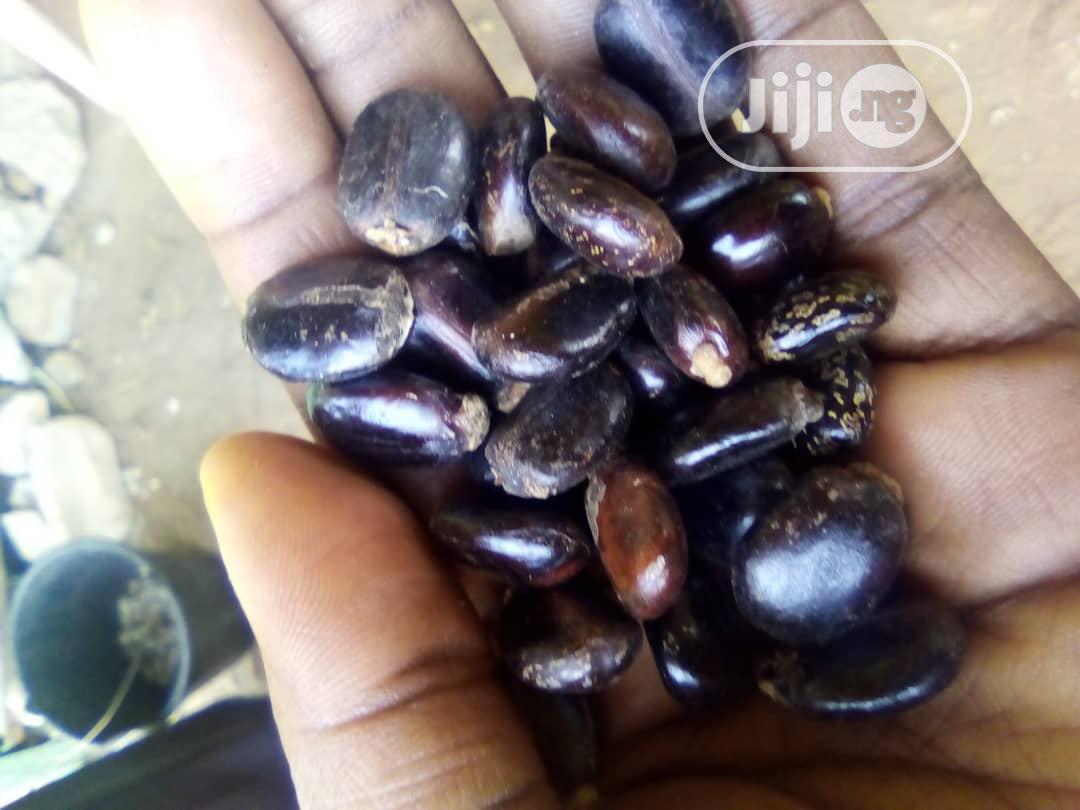 Castor Seeds - Brazilian White