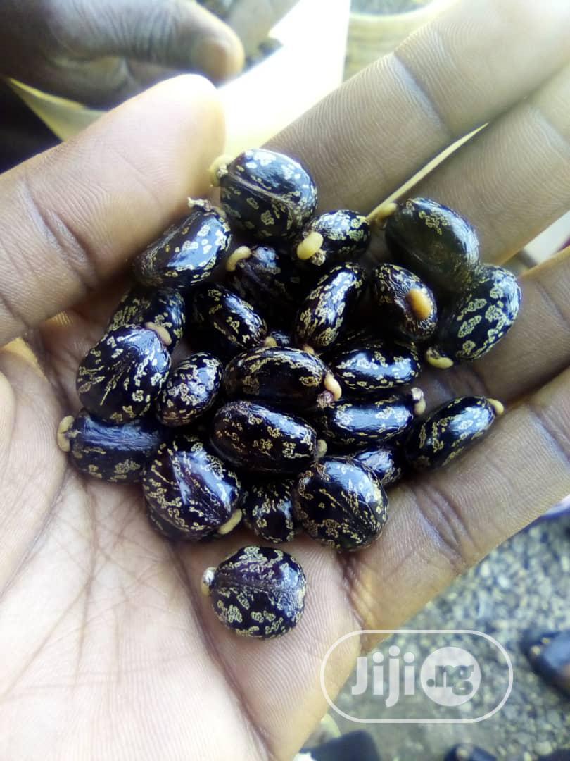 Castor Seeds - Brazilian White