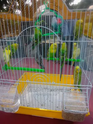 Pair of Budgies Parrots for Sale