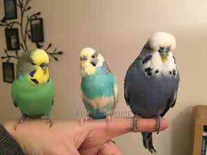 Pair of Budgies Parrots for Sale