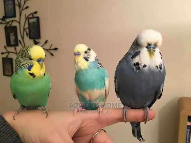 Pair of Budgies Parrots for Sale