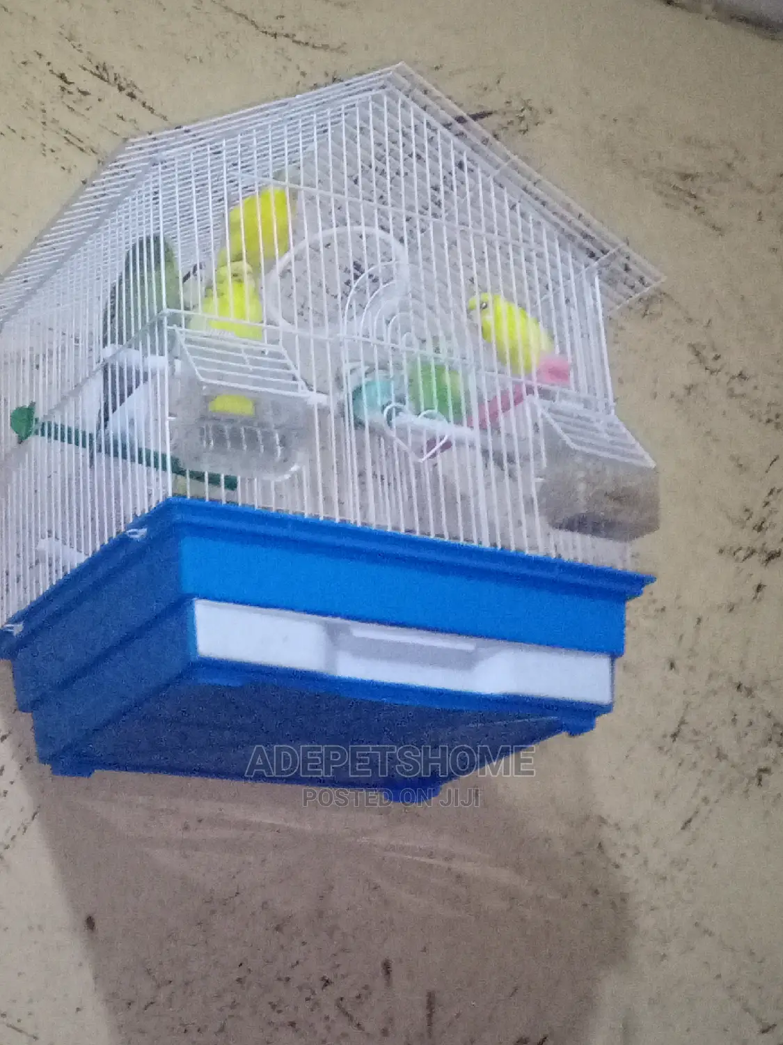 Pair of Budgies Parrots for Sale
