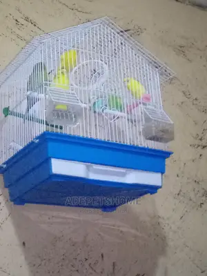 Pair of Budgies Parrots for Sale