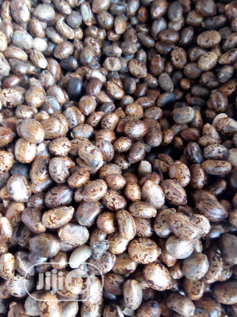 Castor Seeds - Indian Brown