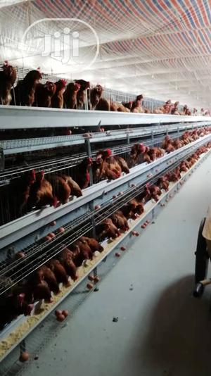 China Factory Best Quality Battery Cages Poultry Cages