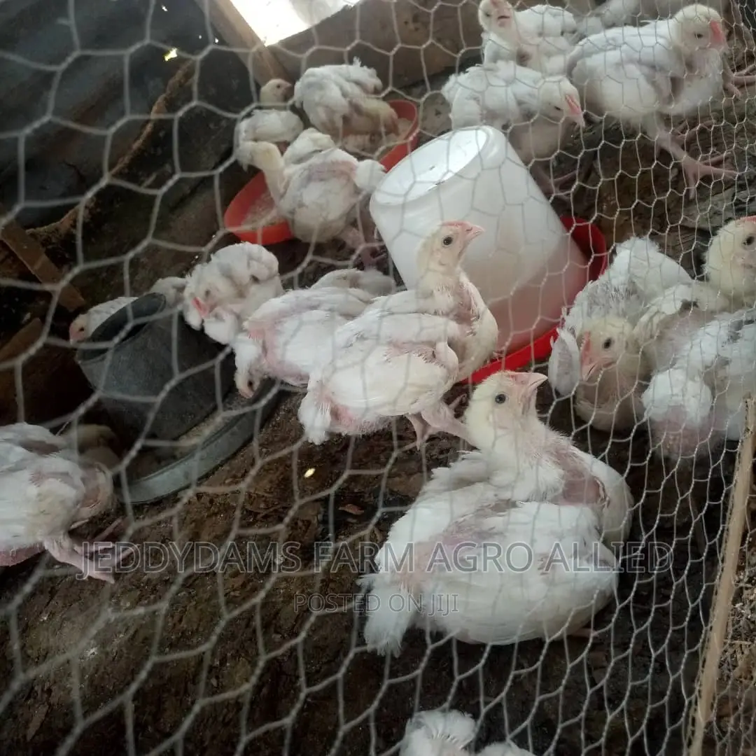 Weeks Old Broiler