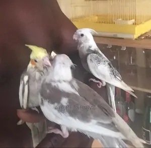 Photo - Hand Tamed Cockatiels For Sale