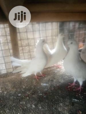 Exotic Pigeons Is Available For Sale