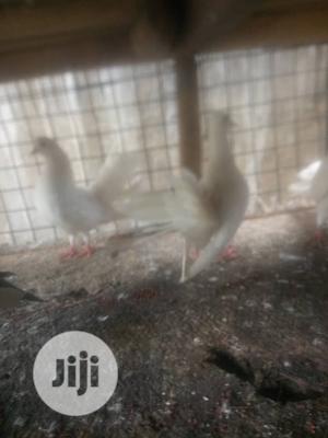 Exotic Pigeons Is Available For Sale