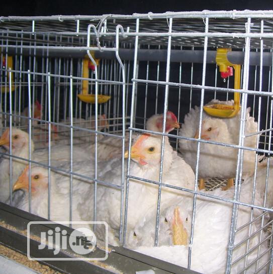 Battery Cages China