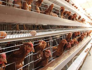 Battery Cages China Factorywholesale Pricehot Galvanized Battery Cage