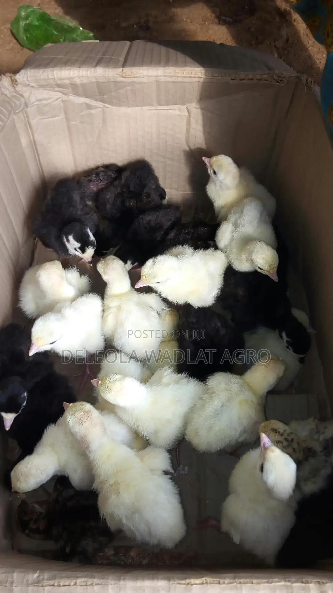 Day Old Turkey