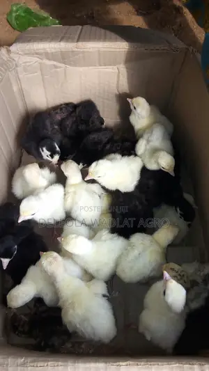 Day Old Turkey