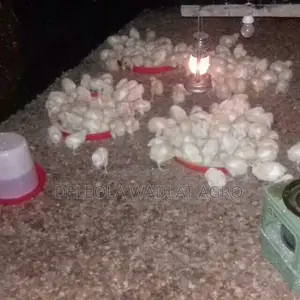 Quality Day Old Broiler