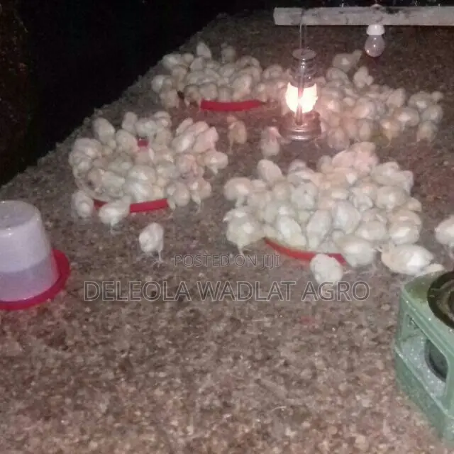 Quality Day Old Broiler
