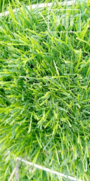 Quality Grass Rugs for Event