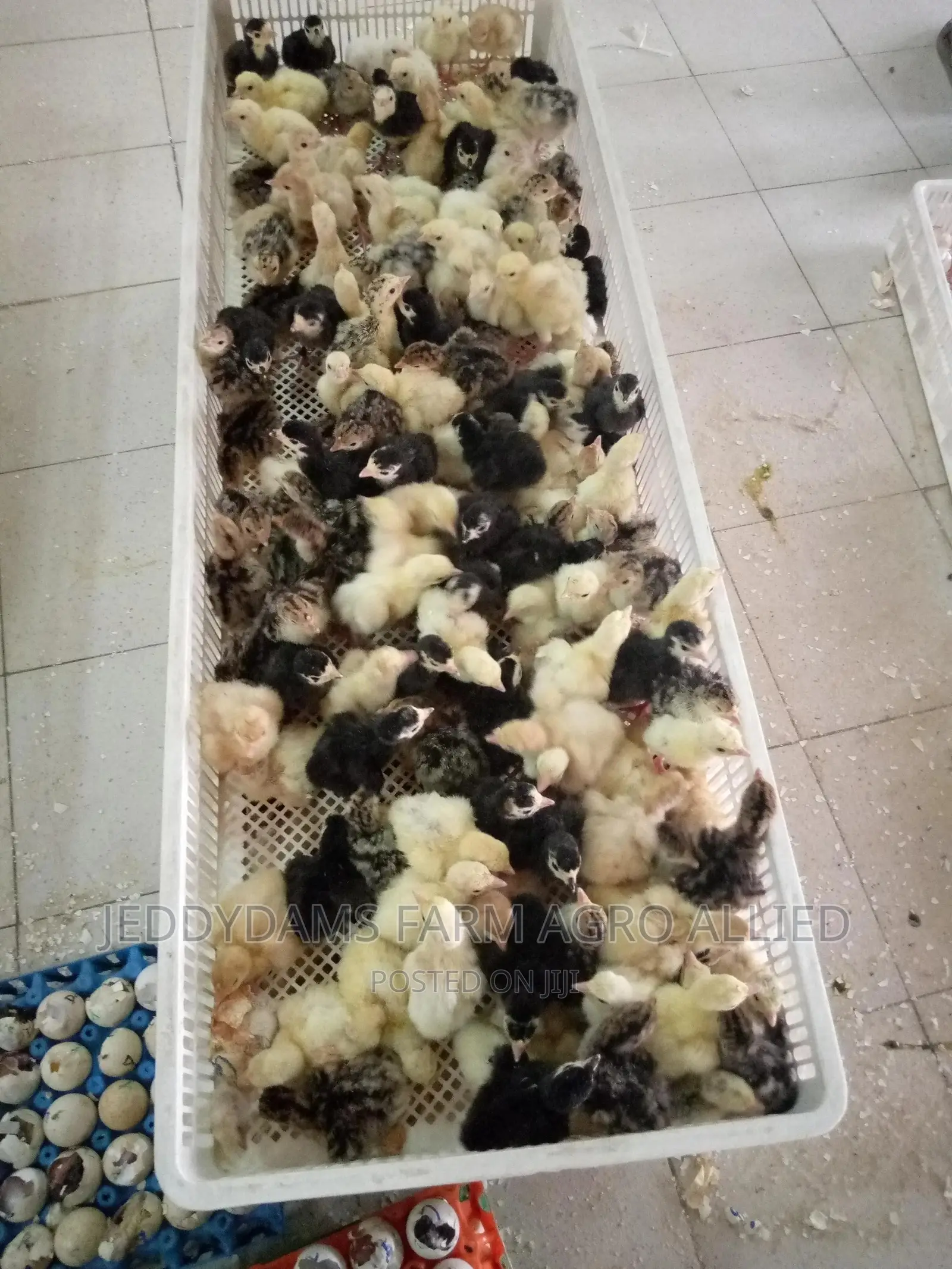 Day Old Turkey