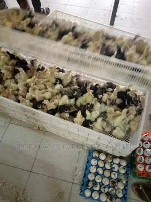 Day Old Turkey