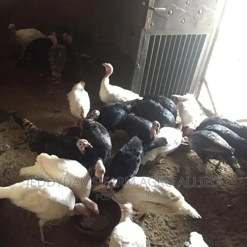Day Old Turkey