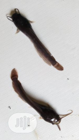 Juvenile Catfish of 7cm