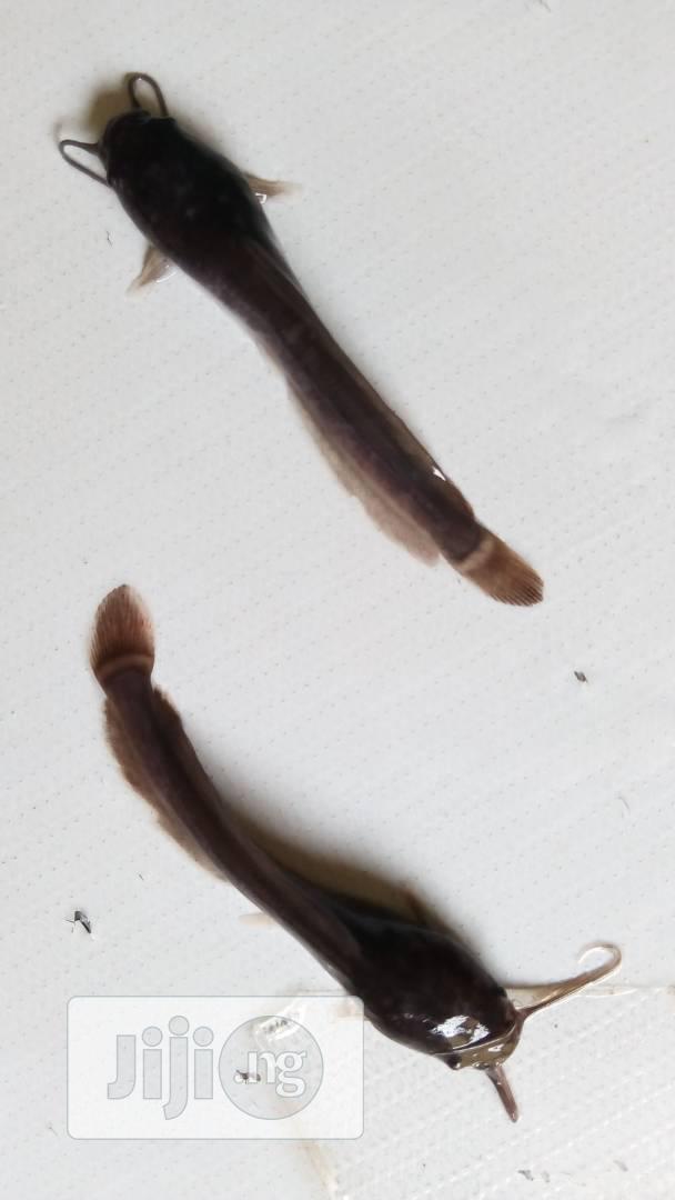 Juvenile Catfish of 7cm