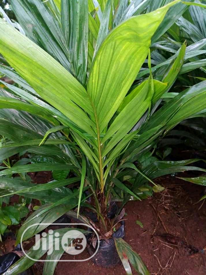 Improved Oil Palm Trees Seedlings.