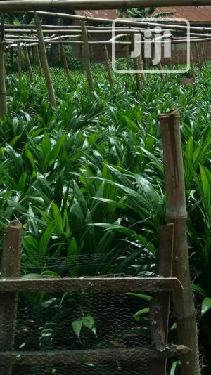 Improved Oil Palm Trees Seedlings.