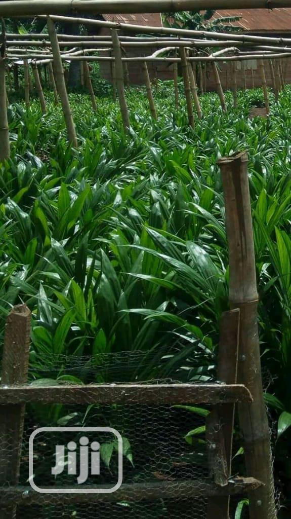 Improved Oil Palm Trees Seedlings.