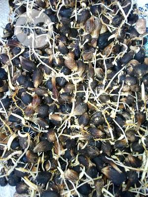 Improved Oil Palm Trees Seedlings.