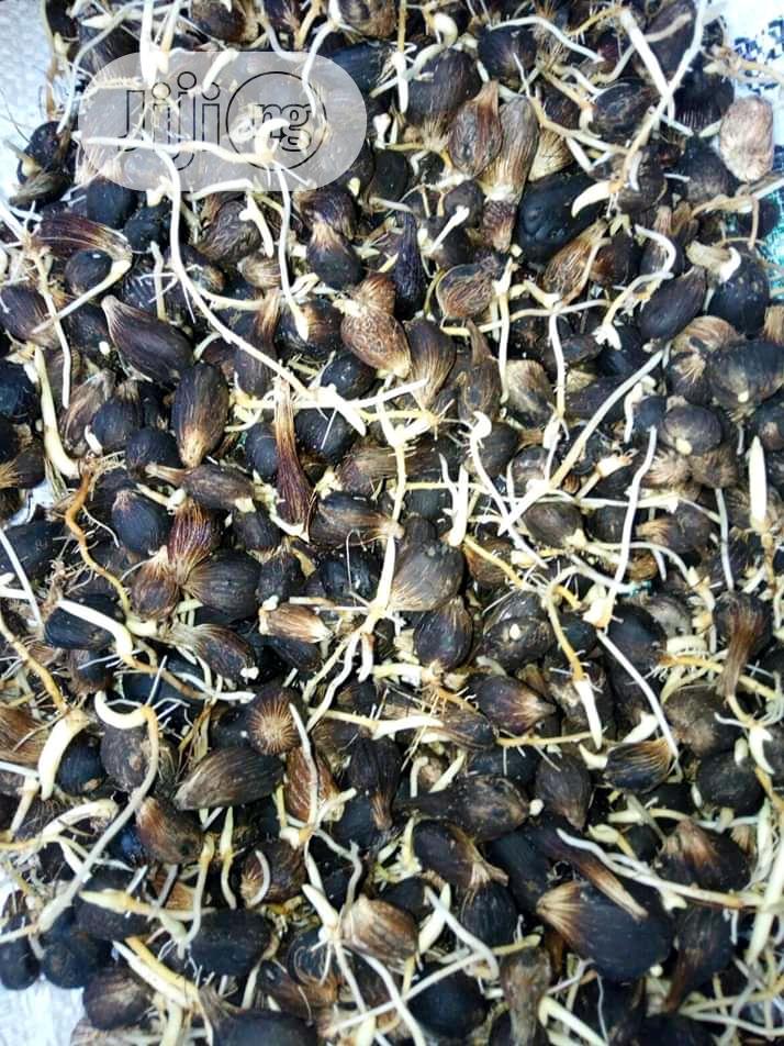 Improved Oil Palm Trees Seedlings.