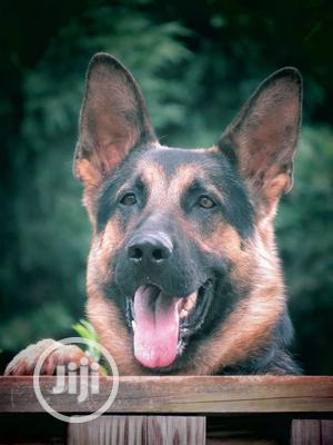 Security Guard Services