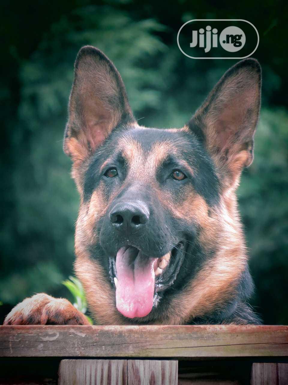 Security Guard Services