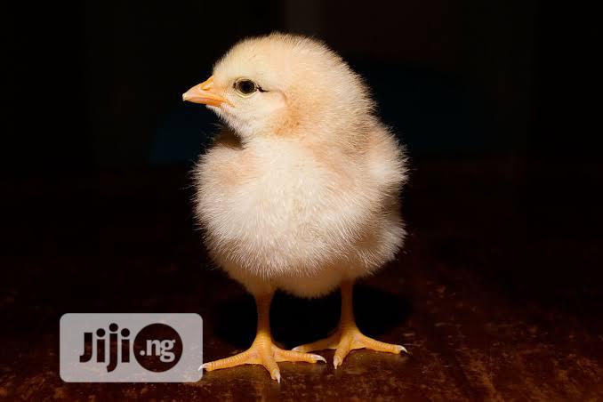 Day Old Broiler