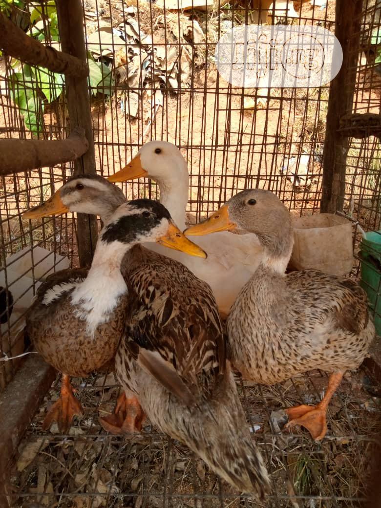Imported Ducks