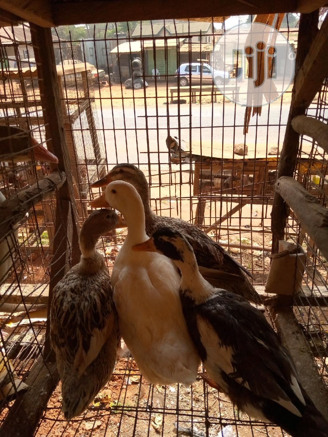 Imported Ducks