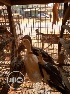 Imported Ducks