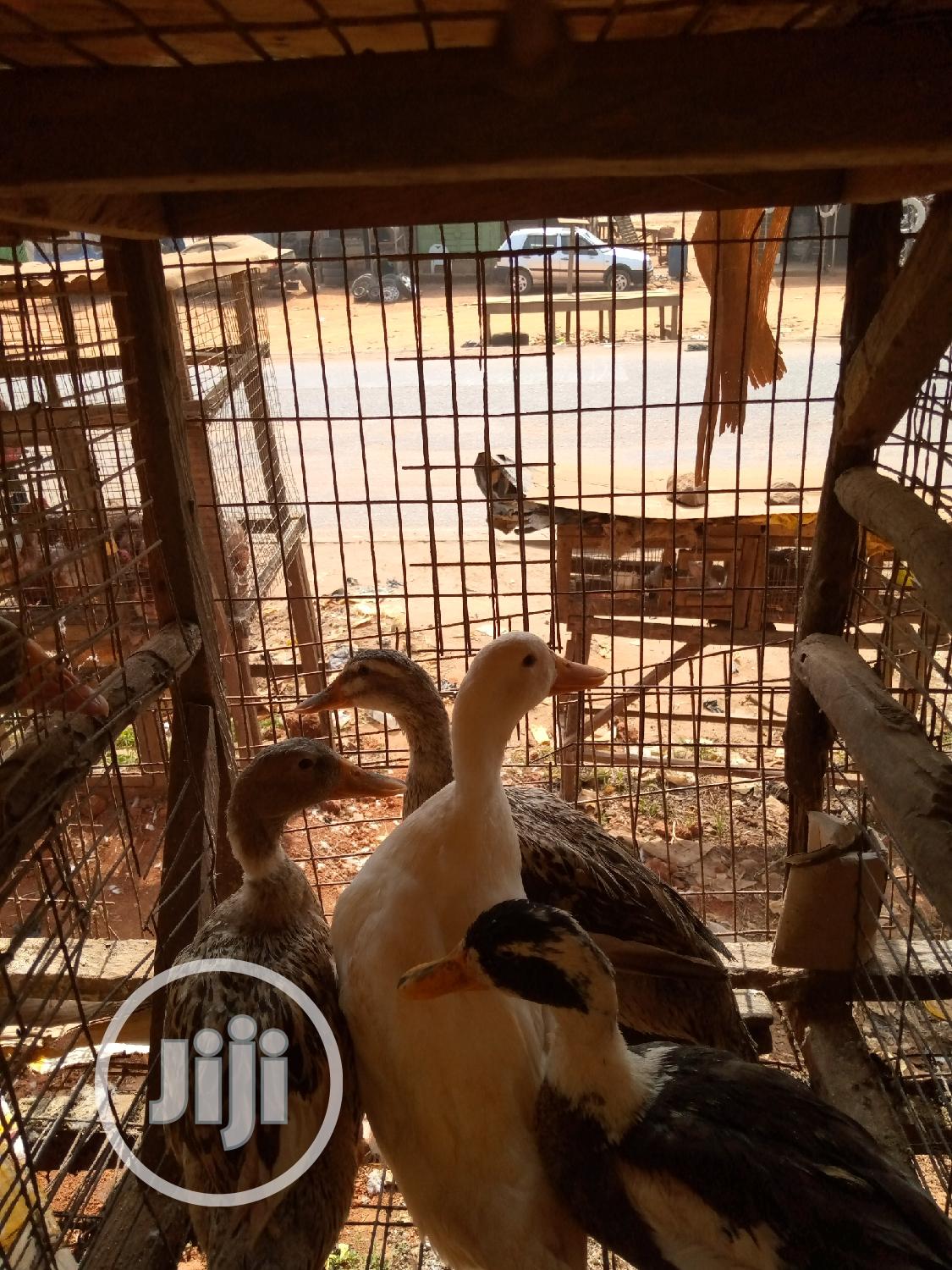 Imported Ducks