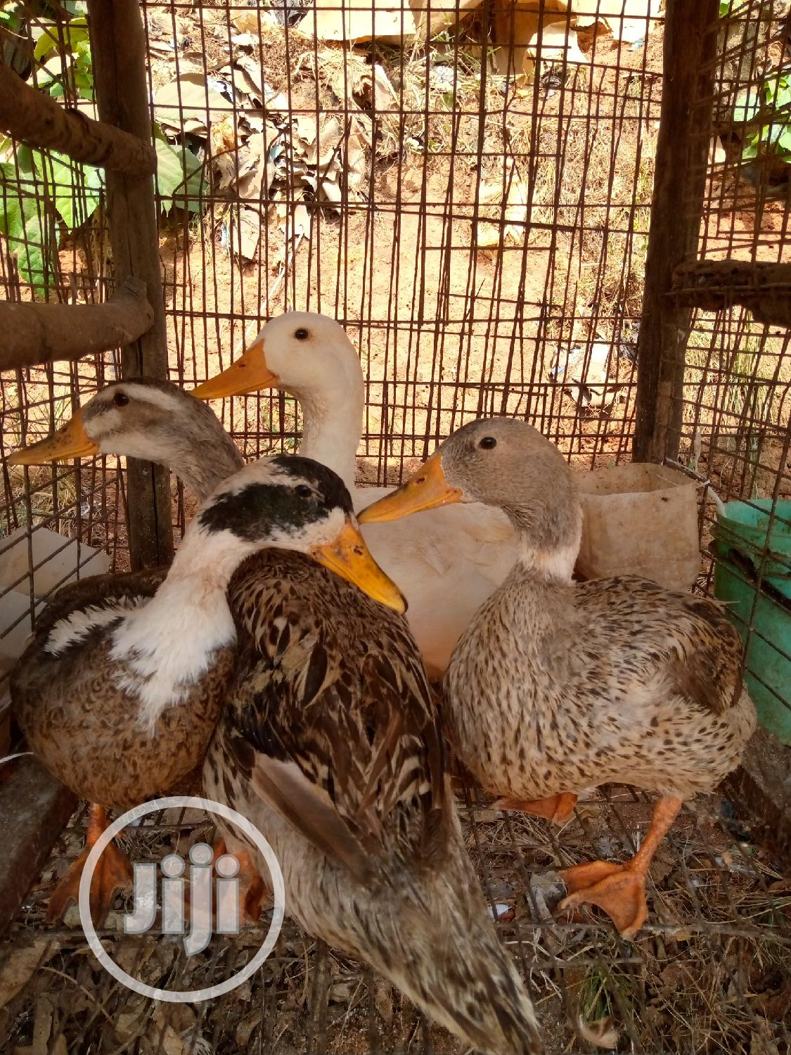 Imported Ducks
