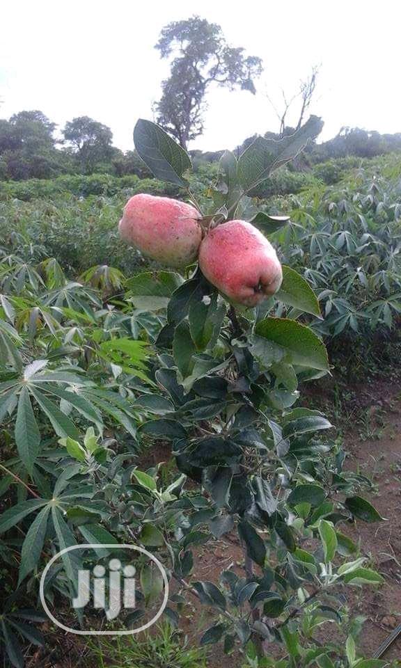 Fruits Seedlings Apple Citrus Grape