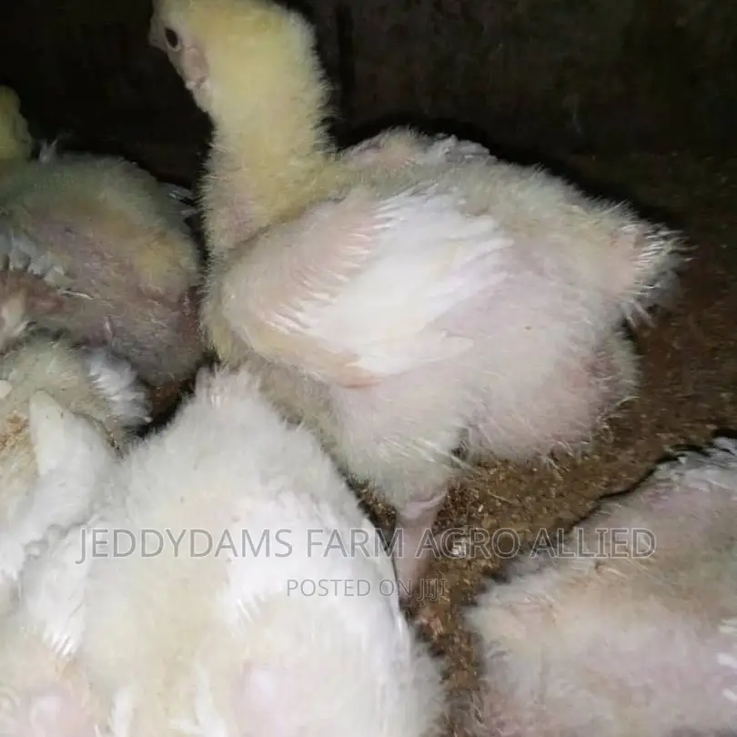 Weeks Old Broiler