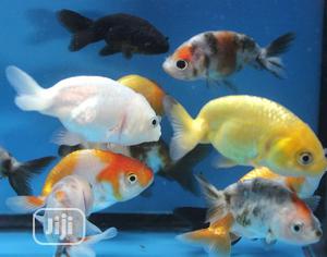 Ornamental Fishes
