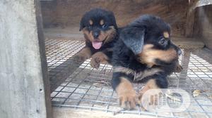 1-3 months Female Purebred Rottweiler