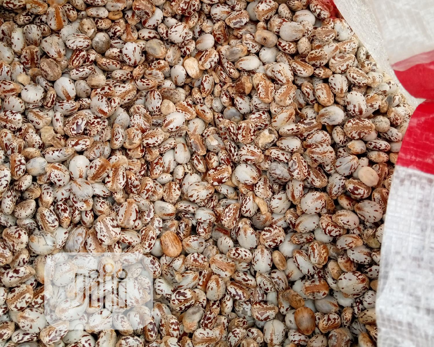 Castor Seeds