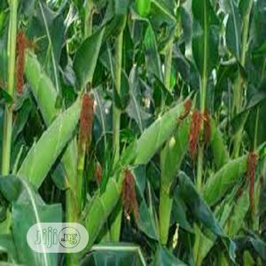 Maize Hybrid ( Corn ) Seeds Per Kg